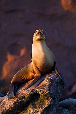 California sea lion (Zalophus californianus), Los Islotes, Baja California Sur, Gulf of California (Sea of Cortez), Mexico, North America