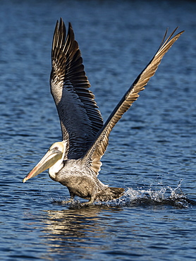 Adult brown pelican (Pelecanus occidentalis) taking flight on the Homosassa River, Florida, United States of America, North America