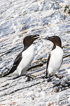 Adult razorbills (Alca torda) at the abandoned fishing settlement at Mastad on the island of Voroya, Norway, Scandinavia, Europe