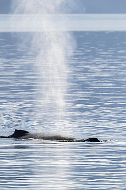 Adult humpback whale (Megaptera novaeangliae) surfacing in Stephen's Passage, Southeast Alaska, United States of America, North America