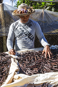 Vanilla beans from the Vallee de la Vanille plantation being sorted on Taha'a, Society Islands, French Polynesia, South Pacific, Pacific