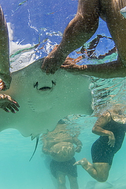 Giant stingray (Dasyatis spp), being fed by local guide in the shallow waters of Stingray City, Society Islands, French Polynesia, South Pacific, Pacific