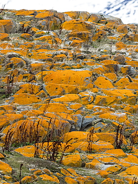 Elegant lichens, Orange Sea Lichen, Caloplaca marina,  covering the surface of a small islet in the Beagle Channel, Ushuaia, Argentina, South America