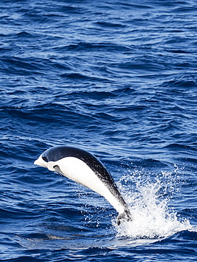 A adult Southern right whale dolphin, Lissodelphis peronii, travelling at high speed, Southern Atlantic Ocean.