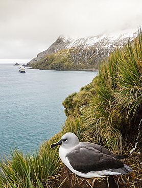 Adult grey-headed albatross, Thalassarche chrysostoma, on nest on tussock grass at Elsehul, South Georgia Island, Atlantic Ocean