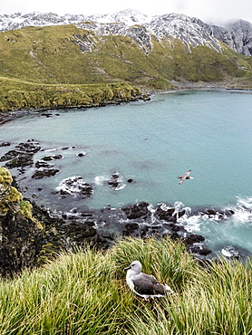 Adult grey-headed albatross, Thalassarche chrysostoma, on nest on tussock grass at Elsehul, South Georgia Island, Atlantic Ocean