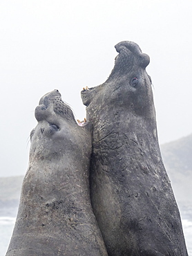 Adult bull southern elephant seals, Mirounga leonina, fighting for territory in Gold Harbour, South Georgia Island, Atlantic Ocean