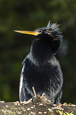 An adult male anhinga, Anhinga anhinga, at night in Tortuguero National Park, Costa Rica, Central America