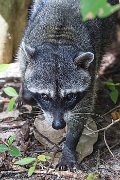 An adult crab-eating raccoon, Procyon cancrivorus, Manuel Antonio National Park, Costa Rica, Central America