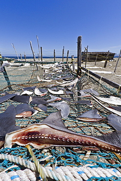 Shark fins drying in the sun, Gulf of California (Sea of Cortez), Baja California Sur, Mexico, North America