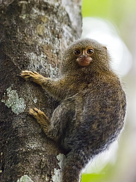 Adult pygmy marmoset (Cebuella pygmaea), Lake Clavero, Amazon Basin, Loreto, Peru, South America