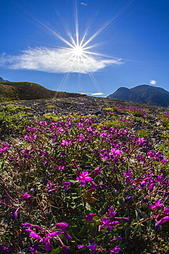 Dwarf fireweed (river beauty willowherb) (Chamerion latifolium), Heckla Haven, Northeast Greenland, Polar Regions