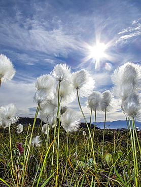 Arctic cottongrass (Eriophorum callitrix), Heckla Haven, Northeast Greenland, Polar Regions