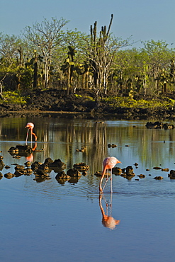 Greater flamingo (Phoenicopterus ruber), Cerro Dragon, Santa Cruz Island, Galapagos Islands, UNESCO World Heritage Site, Ecuador, South America