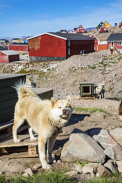 Inuit village and sled dog house, Ittoqqortoormiit, Scoresbysund, Northeast Greenland, Polar Regions