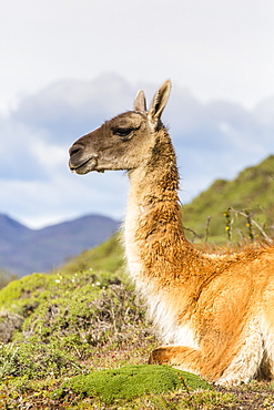 Adult guanacos (Lama guanicoe), Torres del Paine National Park, Patagonia, Chile, South America