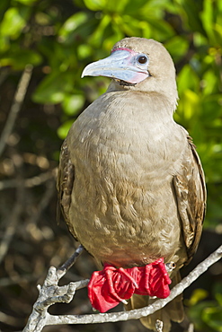 Red-footed  booby (Sula sula), Genovesa Island,  Galapagos Islands, UNESCO World Heritage Site, Ecuador, South America