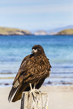 Striated caracara (Phalcoboenus australis), Carcass Island, Falkland Islands, South Atlantic Ocean, South America