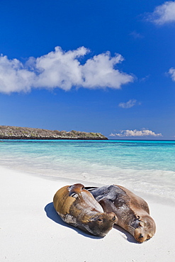 Galapagos sea lions (Zalophus wollebaeki), Gardner beach, Santiago Island, Galapagos Islands, UNESCO World Heritage Site, Ecuador, South America