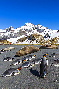 King penguins (Aptenodytes patagonicus), Gold Harbour, South Georgia Island, South Atlantic Ocean, Polar Regions