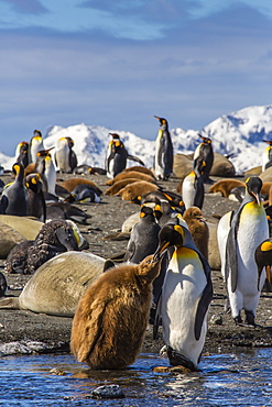 King penguin (Aptenodytes patagonicus) adult feeding chick, Gold Harbour, South Georgia Island, South Atlantic Ocean, Polar Regions