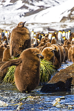 King penguin (Aptenodytes patagonicus) chicks, Gold Harbour, South Georgia Island, South Atlantic Ocean, Polar Regions