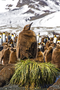 King penguin (Aptenodytes patagonicus) chicks, Gold Harbour, South Georgia Island, South Atlantic Ocean, Polar Regions