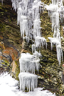 Icicles on tussac grass, Elsehul Bay, South Georgia, South Atlantic Ocean, Polar Regions