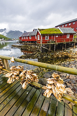 Norwegian cod fishing town of Reine, Lofoton Islands, Norway, Scandinavia, Europe 