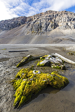 Whale remains in Gashamna (Goose Bay), Hornsund, Spitsbergen Island, Svalbard Archipelago, Norway, Scandinavia, Europe 