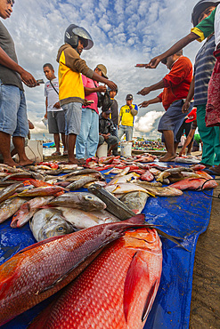 Vendors selling fresh fish at the fish market in Sorong, the largest city of the Indonesian province of Southwest Papua, Indonesia, Southeast Asia, Asia