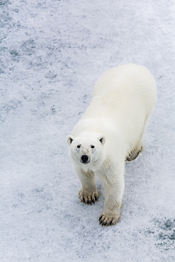 A curious young polar bear (Ursus maritimus) on the ice in Bear Sound, Spitsbergen Island, Svalbard, Norway, Scandinavia, Europe 