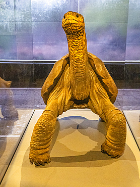 Preserved Galapagos giant tortoise (Chelonoidis spp), known as Lonesome George, Santa Cruz Island, Galapagos Islands, UNESCO World Heritage Site, Ecuador, South America