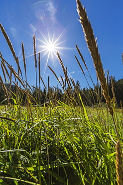 Sun shining through grass on Chichagof Island, Southeast Alaska, United States of America, North America 