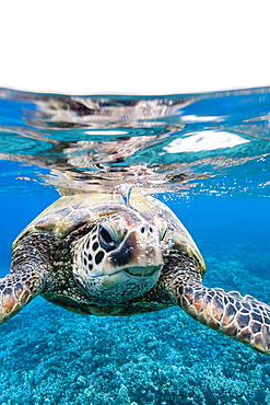 Green sea turtle (Chelonia mydas) underwater, Maui, Hawaii, United States of America, Pacific