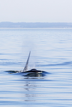 Resident killer whale bull, Orcinus orca, Cattle Pass, San Juan Island, Washington, United States of America, North America