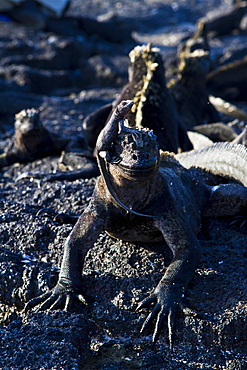 Galapagos marine iguana (Amblyrhynchus cristatus), Fernandina Island, Galapagos Islands, UNESCO World Heritage Site, Ecuador, South America