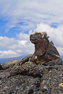 Galapagos marine iguana (Amblyrhynchus cristatus), Fernandina Island, Galapagos Islands, UNESCO World Heritage Site, Ecuador, South America