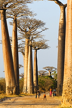 Baobabs near Morondava, Adansonia grandidieri, Morondava, Madagascar, Africa