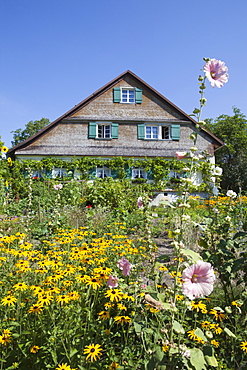 Old wooden farmhouse with wild flowers in the garden, Lindau, Lake Constance, Swabia, Bavaria, Germany, Europe