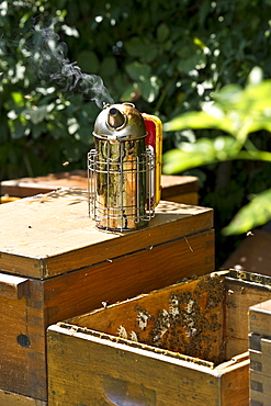 Wooden beehives with smoker, Freiburg im Breisgau, Black Forest, Baden-Wuerttemberg, Germany