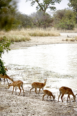 Antelopes at Mar Diwouini water hole, Penjari National Park, Benin