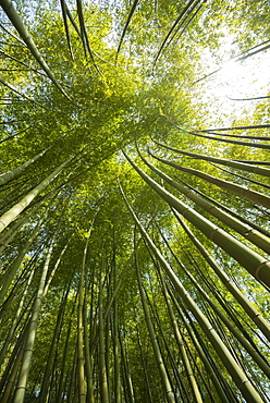 Bamboo forest, Villa Carlotta gardens, Tremezzo, Lake Como, Lago di Como, Province of Como, Lombardy, Italy