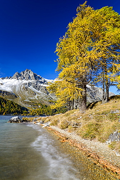 Golden larches along the shore of Lake Sils with Piz Lagrev (3164 m), Engadin, Grisons, Switzerland