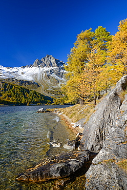 Golden larches along the shore of Lake Sils with Piz Lagrev (3164 m), Engadin, Grisons, Switzerland