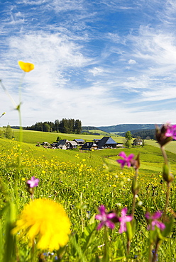 Traditional farm house and flower meadow, Guetenbach, near Furtwangen, Black Forest, Baden-Wuerttemberg, Germany