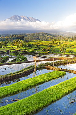 Tropical scenery with paddy fields, Gunung Agung, near Sidemen, Bali, Indonesia