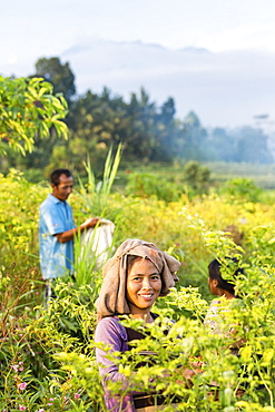 Farmers picking chilies, Sidemen, Bali, Indonesia