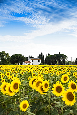 field of sunflowers, near Piombino, province of Livorno, Tuscany, Italy