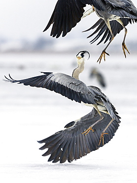 Grey Herons fighting about fish, Ardea cinerea, Usedom, Germany, Europe